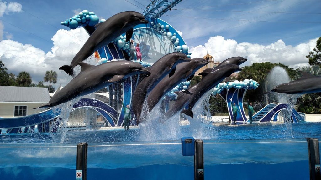 golfinhos sea world 1024x576 - Sea World - Guia Completo para visitar o parque em 2022