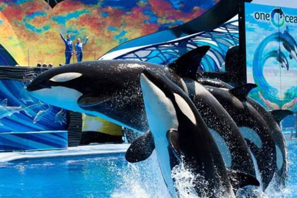 baleias sea world baleias sea world